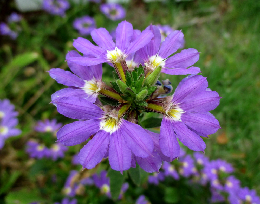 Изображение особи Scaevola aemula.