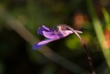 Pinguicula vulgaris. Верхушка побега с цветком. Мурманская обл., Кольский р-н, окр. пос. Дальние Зеленцы, окр. Столбового озера, пушицево-кустарничковое болото, близ берега ручья. 02.08.2017.