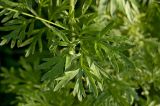 Artemisia absinthium