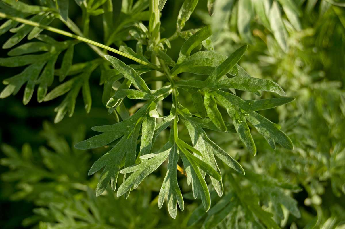 Изображение особи Artemisia absinthium.