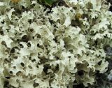 Flavocetraria nivalis. Часть слоевища. Иркутская обл., Бодайбинский р-н, левый борт долины р. Хомолхо, каменистый склон гольца на высоте более 1000 м н.у.м. 18.06.2008.