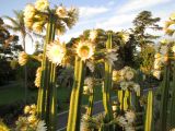 Cereus uruguayanus. Верхушки побегов с цветками. Австралия, г. Мельбурн, ботанический сад. 31.01.2016.