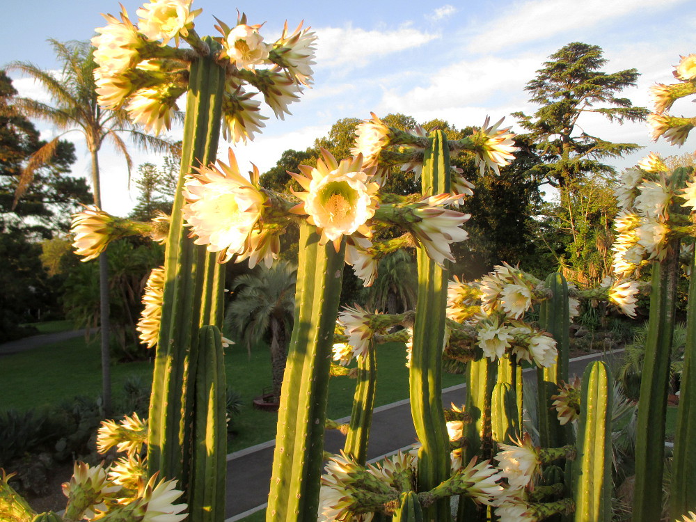 Изображение особи Cereus uruguayanus.