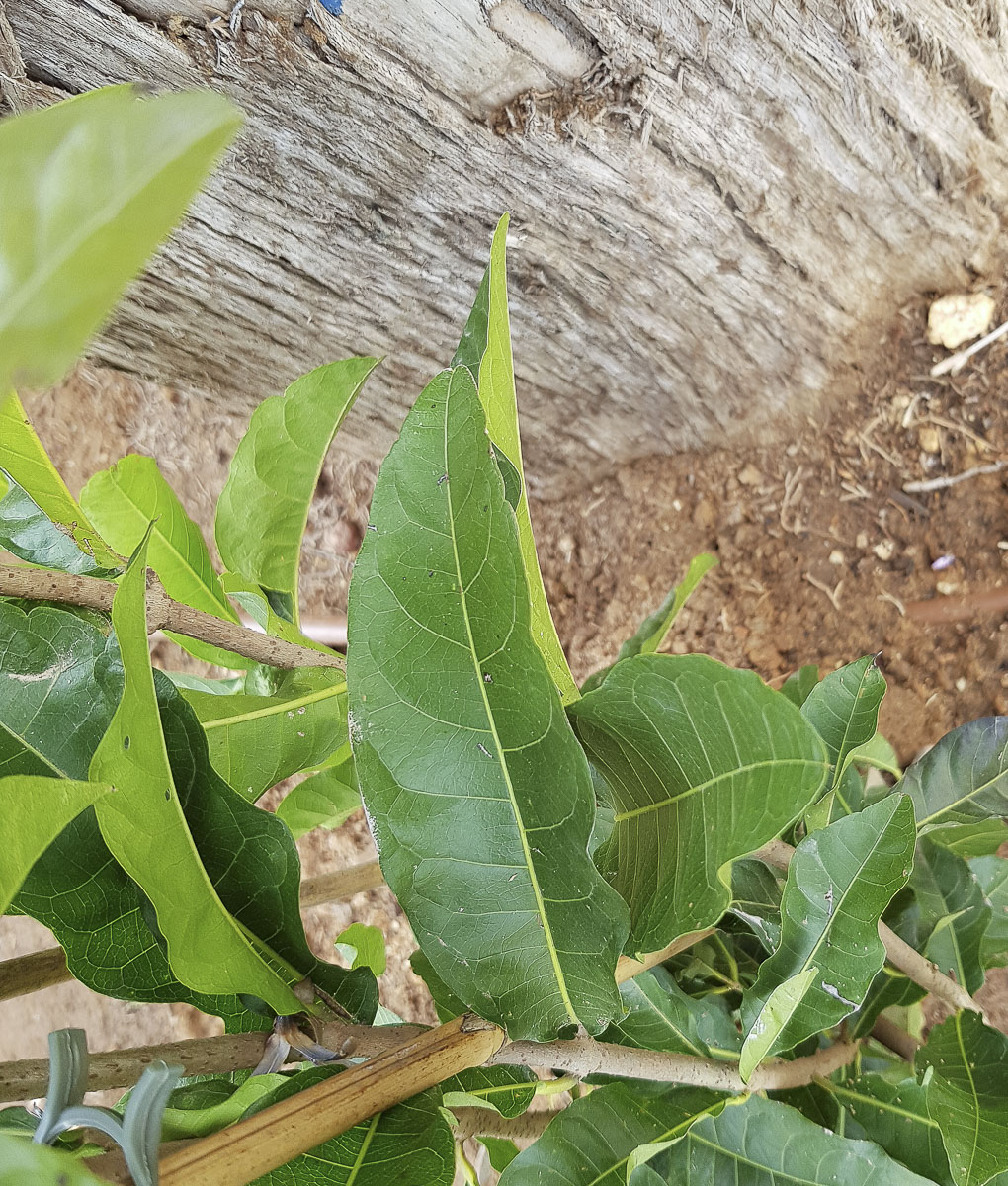 Изображение особи Petrea volubilis.