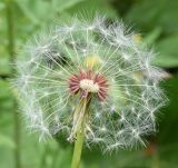 род Taraxacum. Соплодие (часть плодов-семянок удалены). Узбекистан, Ташкентская обл., зап. отр. Чаткальского хр., окр. кишлака Учтерак. 23.05.2017.