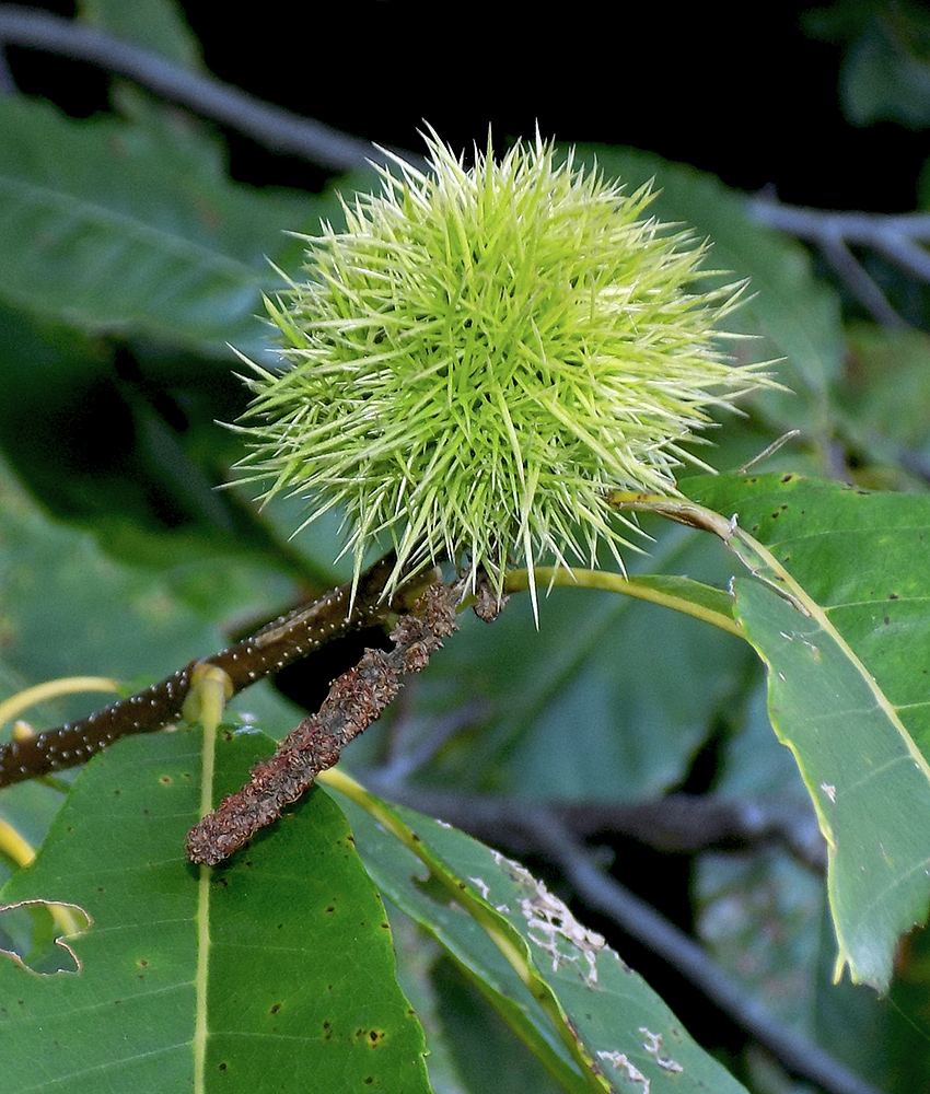 Изображение особи Castanea sativa.