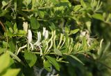 Lonicera japonica