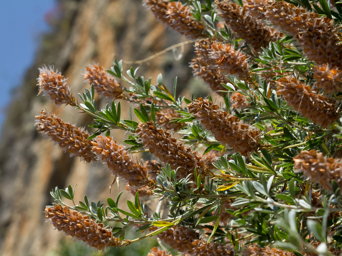 Image of Ebenus cretica specimen.