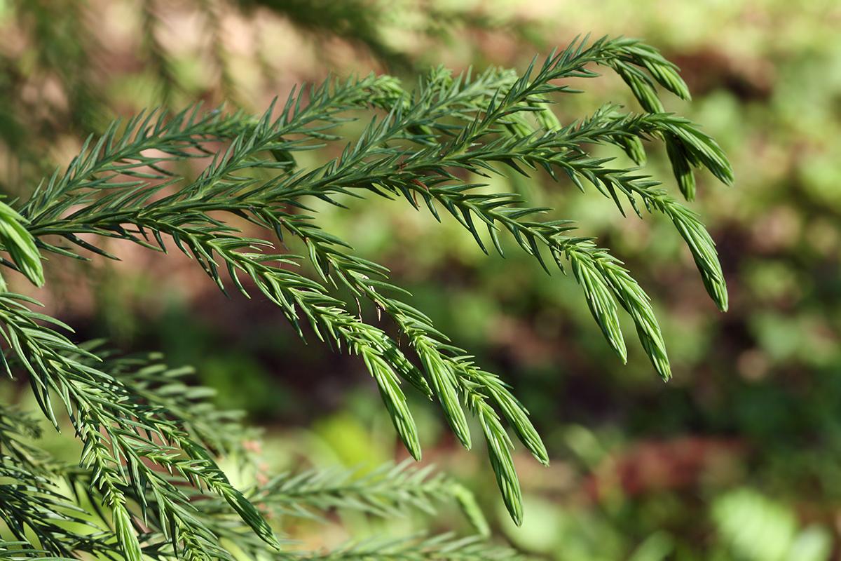 Image of Cryptomeria japonica specimen.