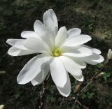 Magnolia stellata. Цветок. Московская обл., в культуре. 6 мая 2017 г.