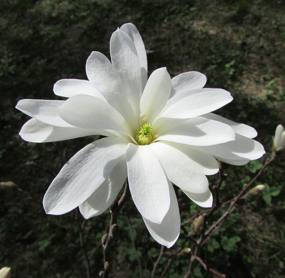 Image of Magnolia stellata specimen.