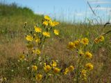 Crepis tectorum. Верхушка цветущего и плодоносящего растения. Магаданская обл., Ольский р-н, Ольское шоссе, на зарастающем поле недалеко от дороги. 15.08.2015.