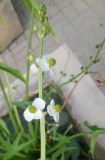 Sagittaria trifolia