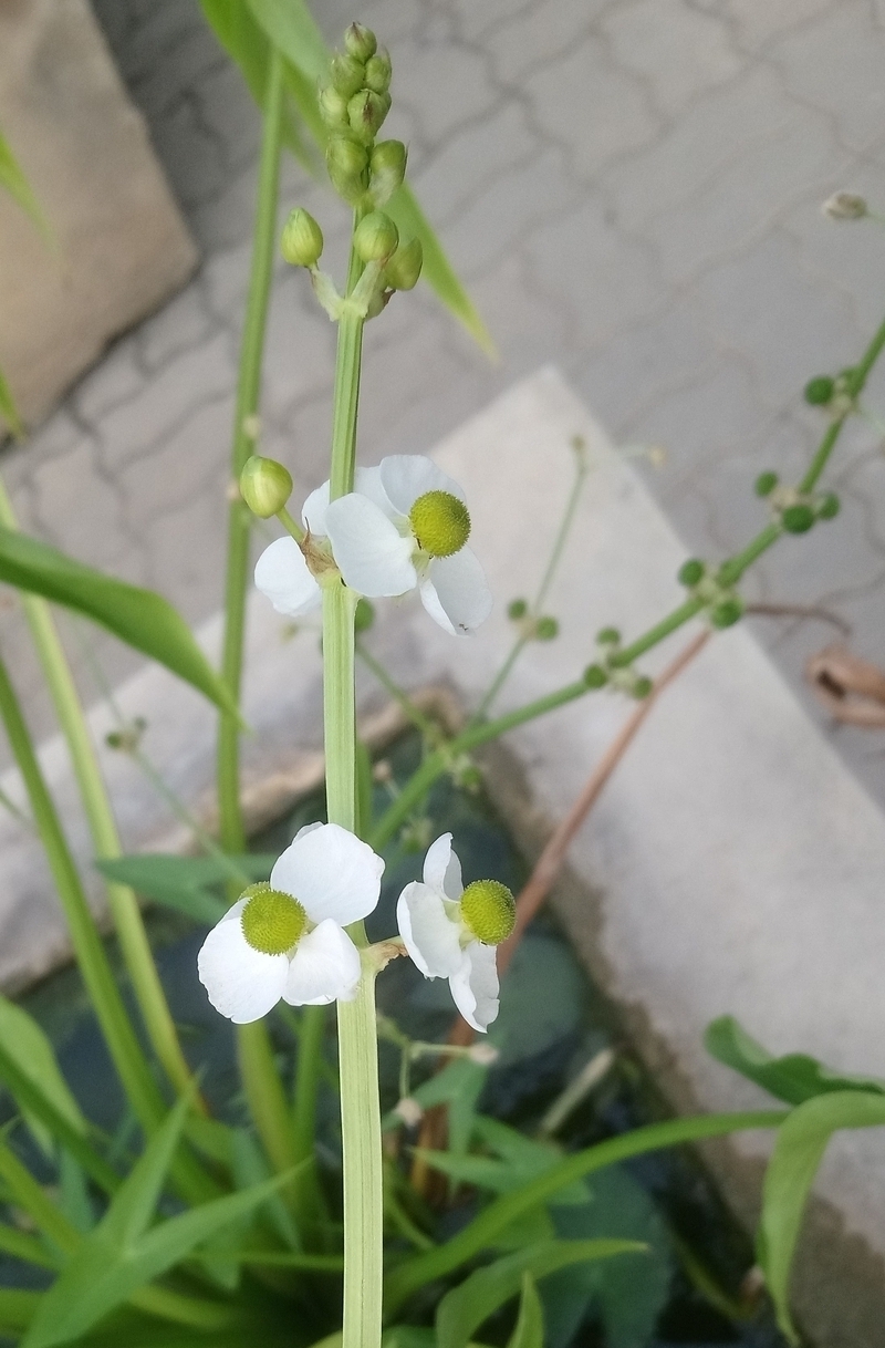 Image of Sagittaria trifolia specimen.