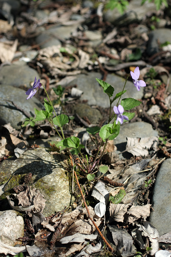 Изображение особи Viola sieheana.