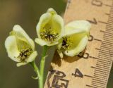 Aconitum anthoroideum