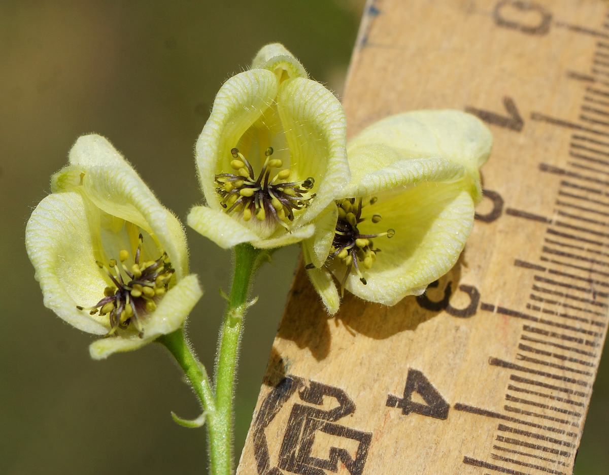 Изображение особи Aconitum anthoroideum.