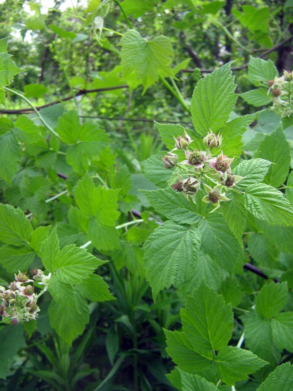 Image of Rubus occidentalis specimen.