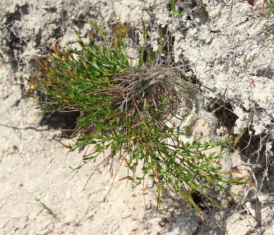 Изображение особи Genista suanica.