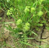 Valerianella uncinata