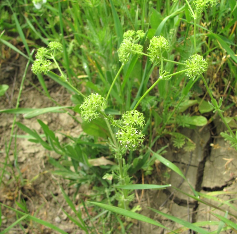 Image of Valerianella uncinata specimen.