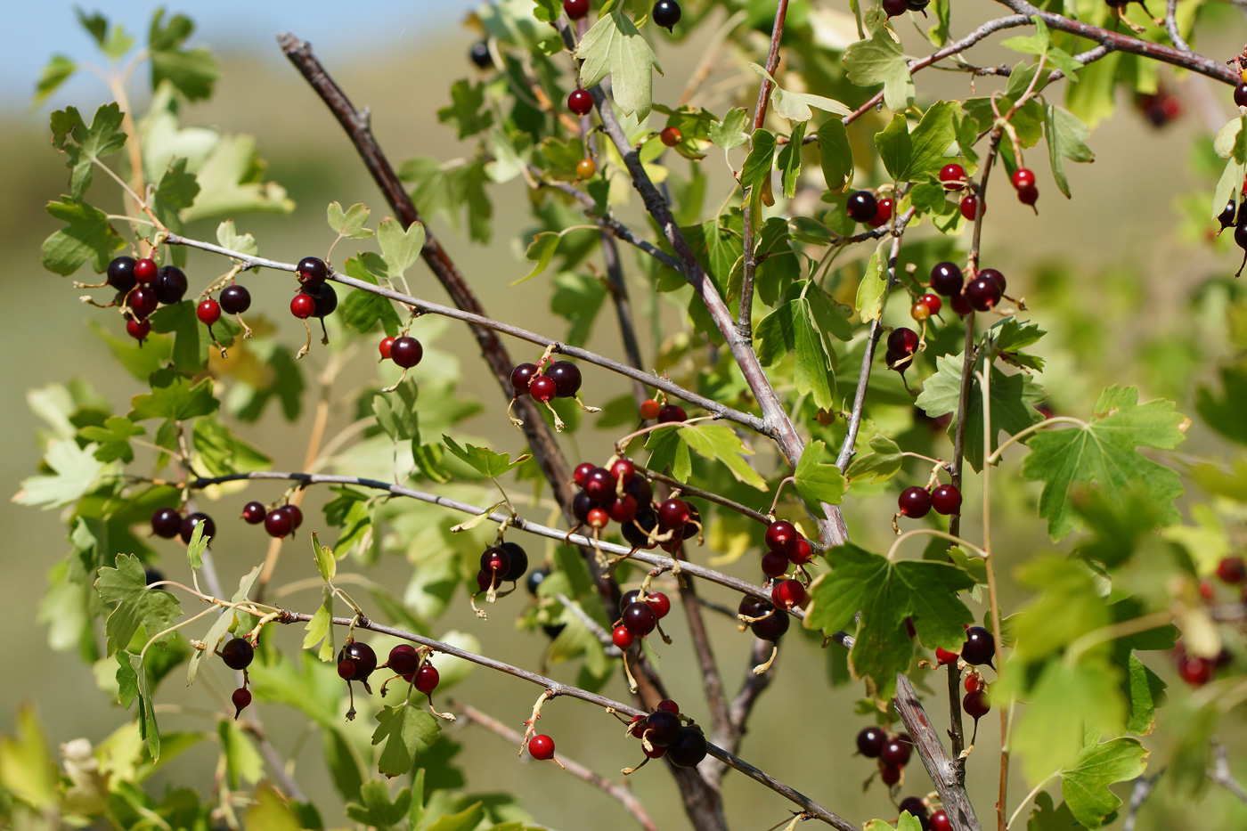 Image of Ribes aureum specimen.