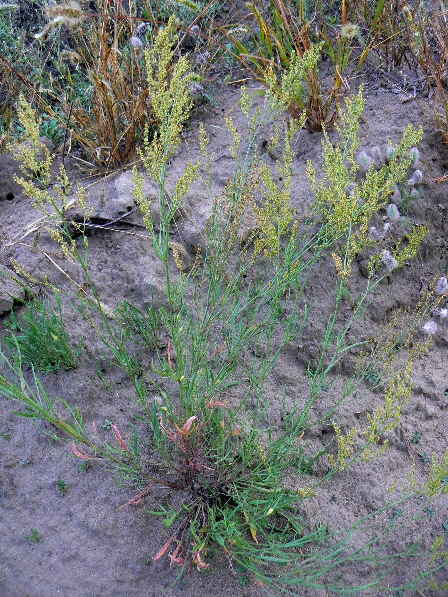 Image of Rumex acetosella specimen.