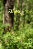 Quercus robur. Угнетённая особь подроста (\"торчок\") с молодыми листьями. Санкт-Петербург, Дудергофские высоты, широколиственный лес. 16.05.2010.