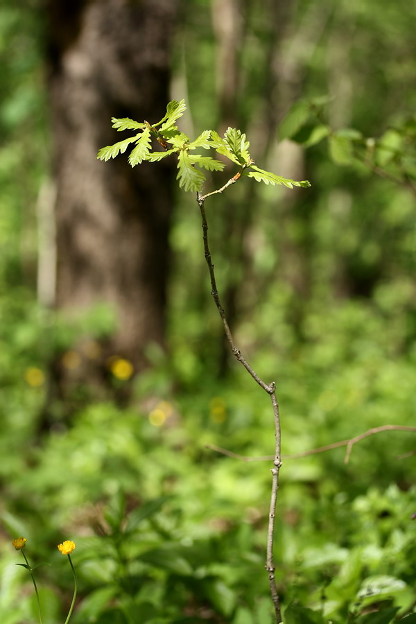 Image of Quercus robur specimen.