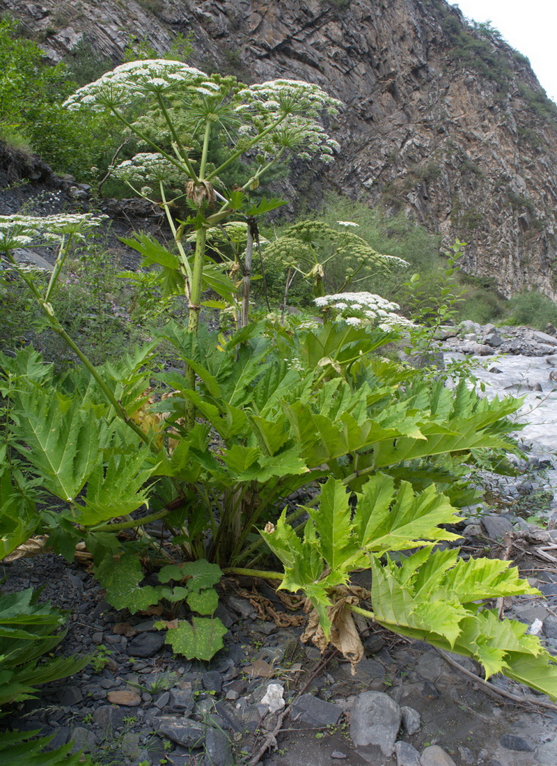 Image of genus Heracleum specimen.