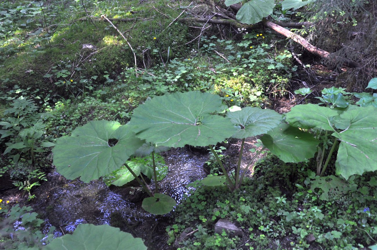 Image of Petasites albus specimen.