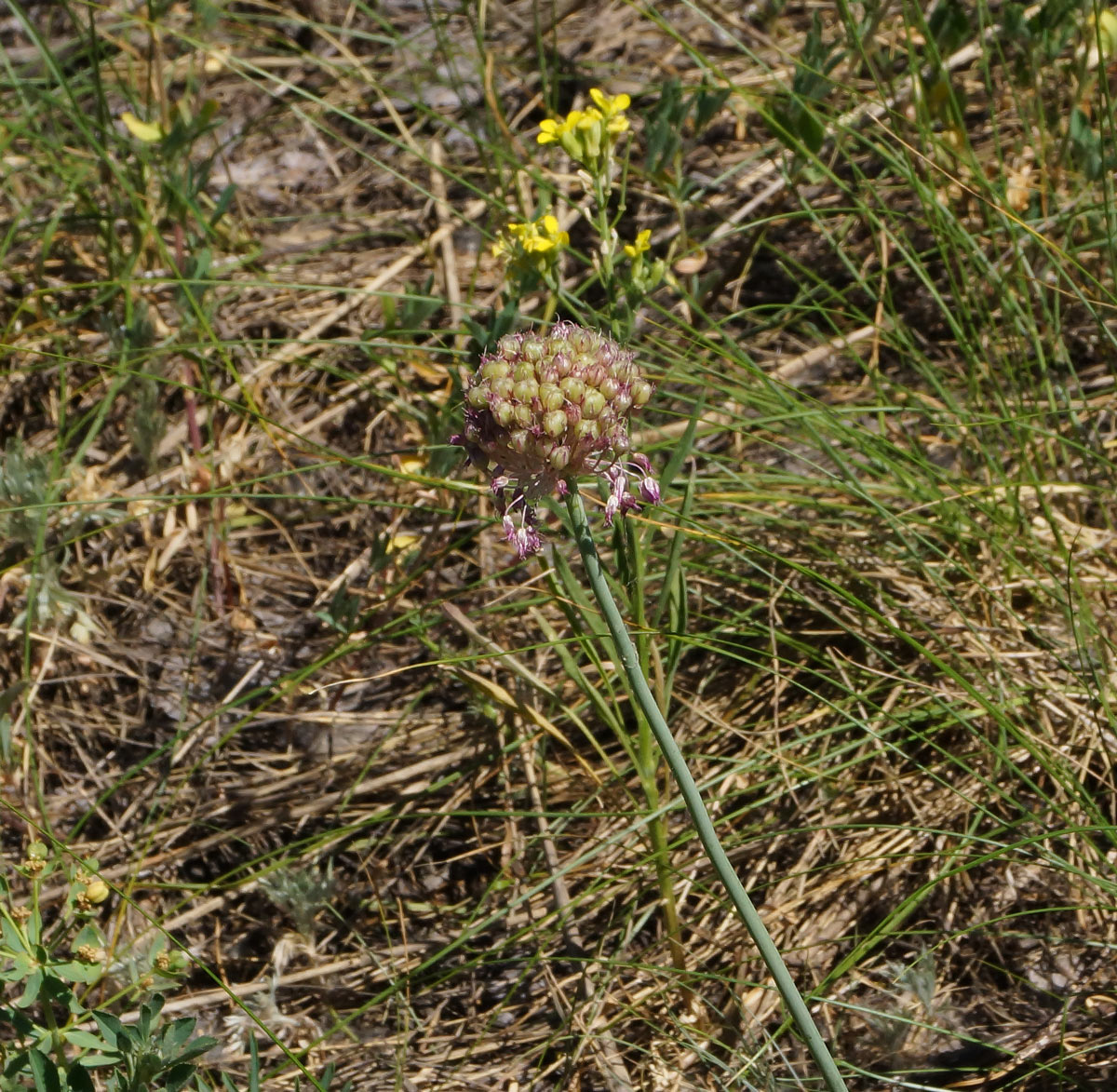 Изображение особи Allium pallasii.