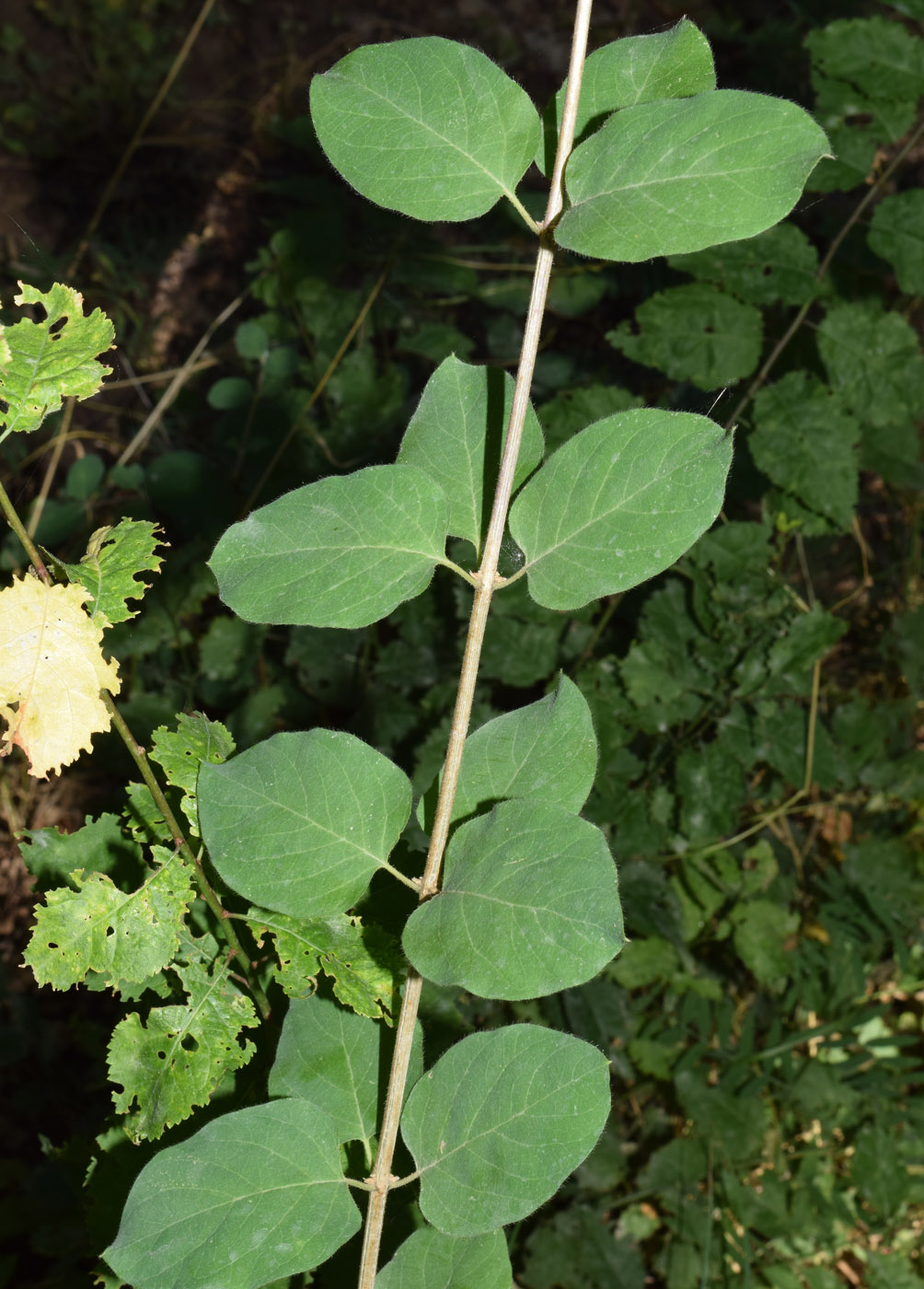 Изображение особи Lonicera korolkowii.