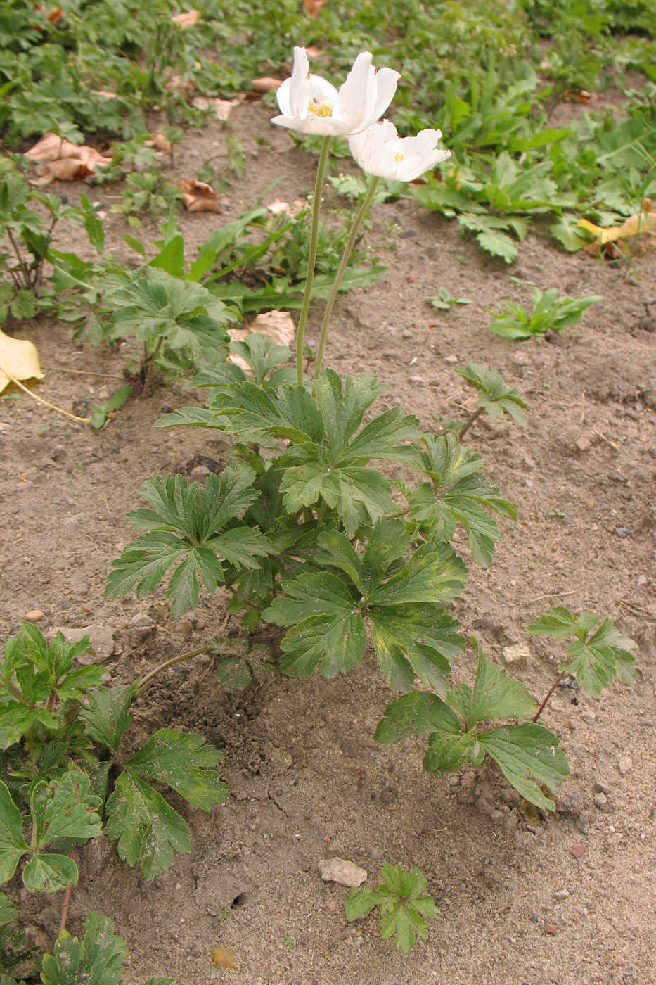 Изображение особи Anemone sylvestris.