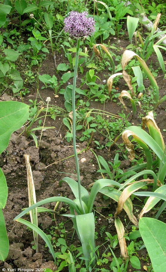 Image of Allium cyrilli specimen.