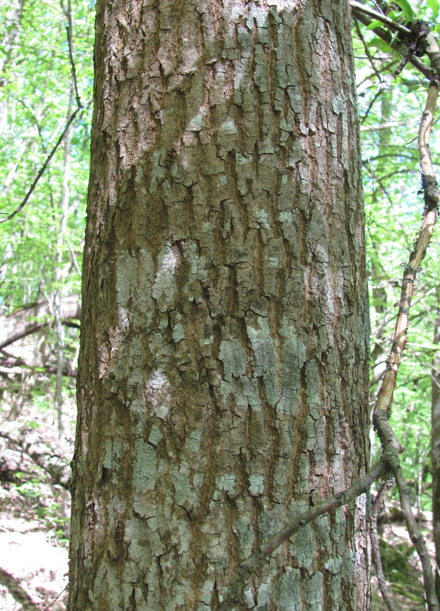 Изображение особи Fraxinus excelsior.