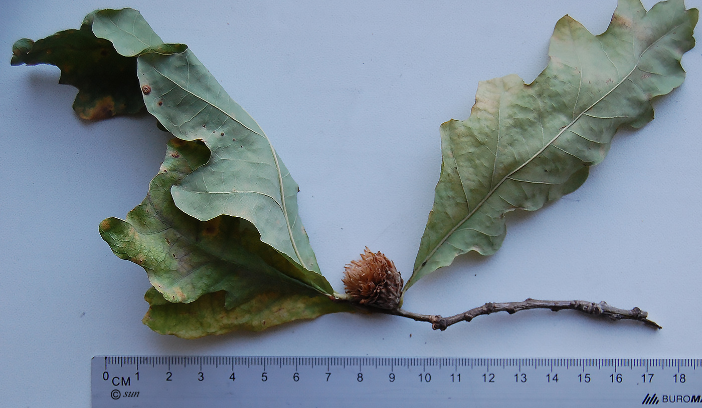 Image of Quercus robur specimen.