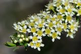 Spiraea hypericifolia