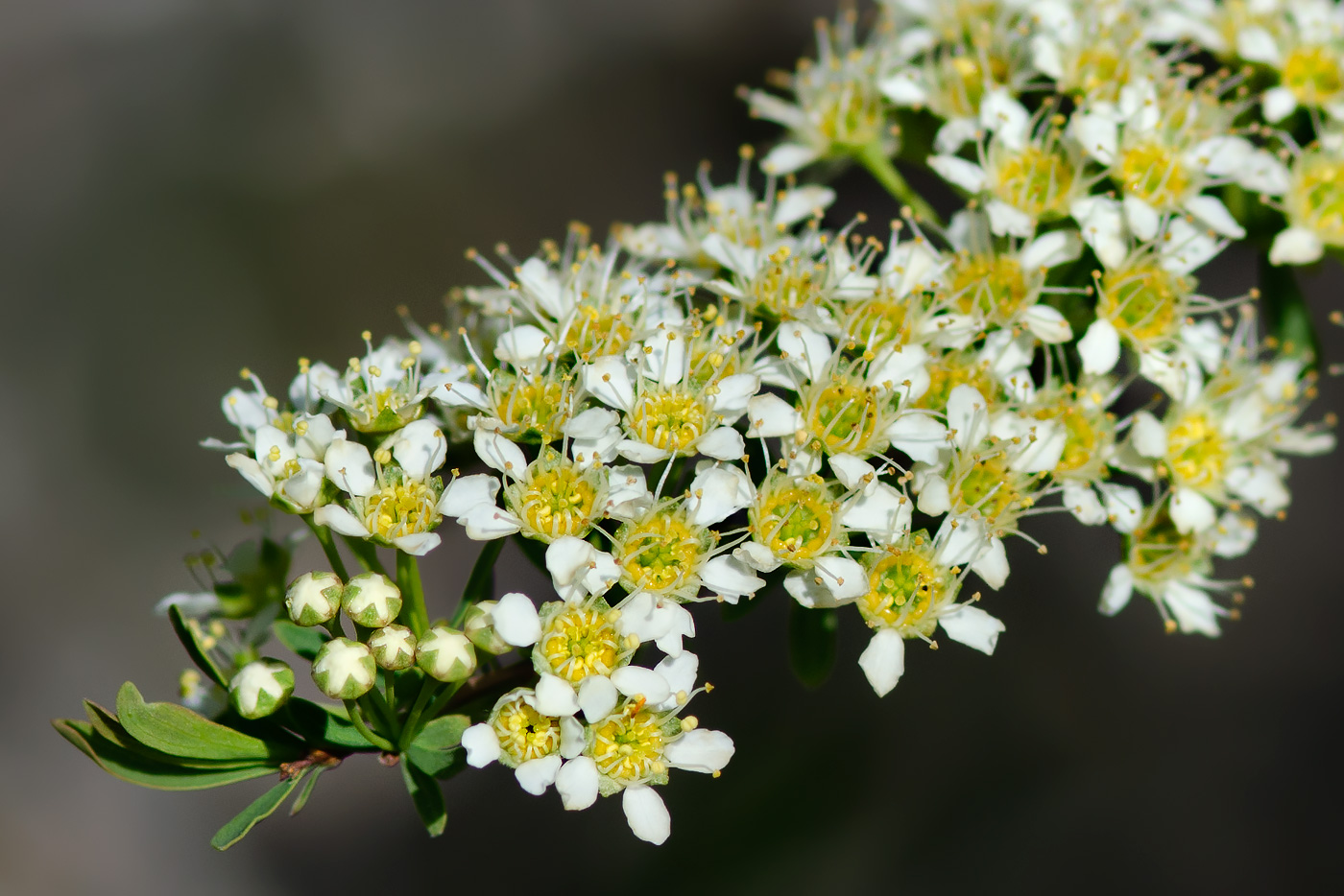Image of Spiraea hypericifolia specimen.