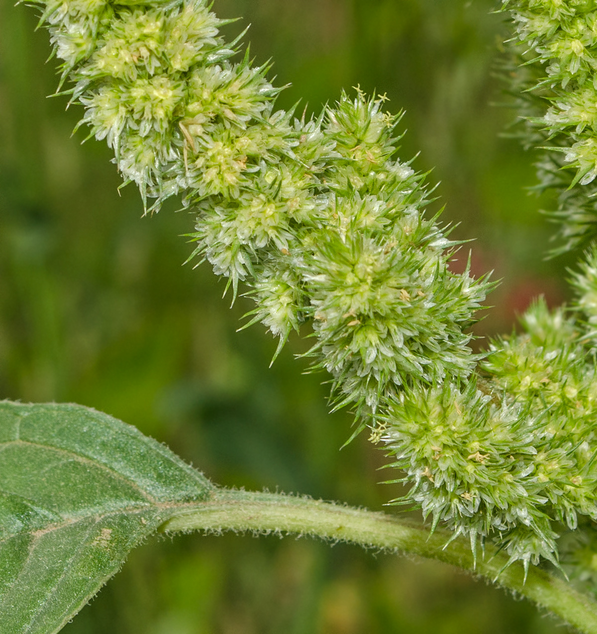 Image of Amaranthus retroflexus specimen.