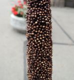 Pennisetum americanum