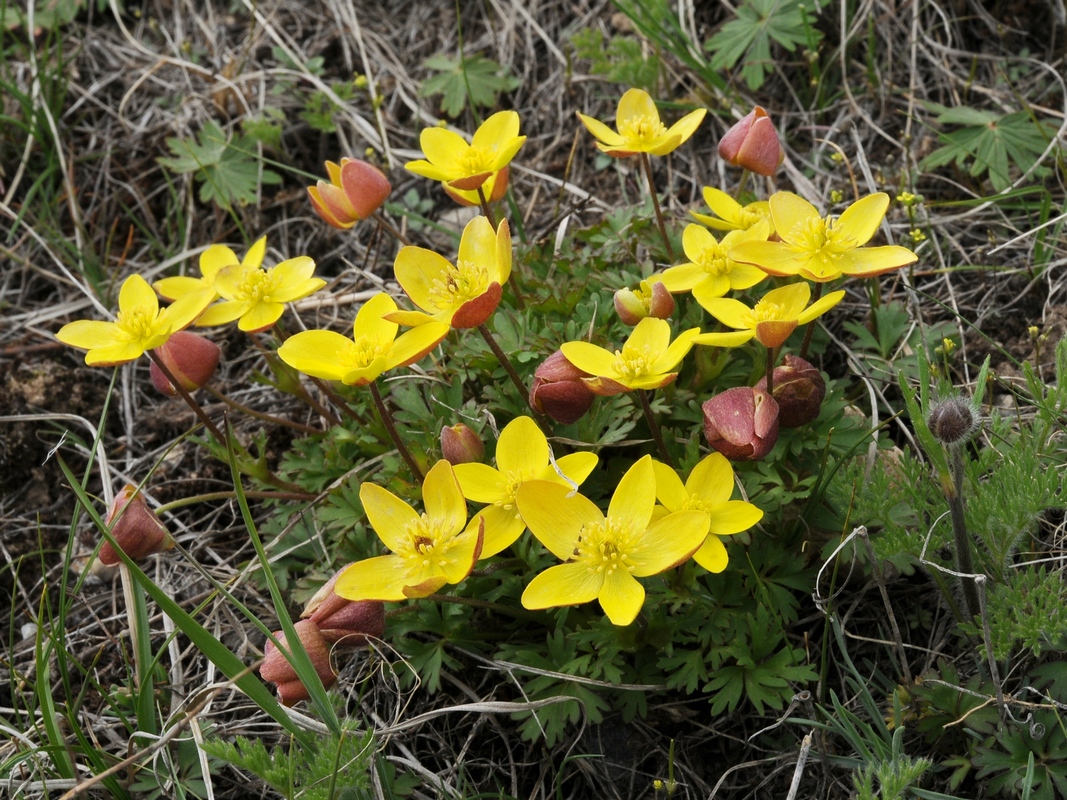 Image of Anemone petiolulosa specimen.