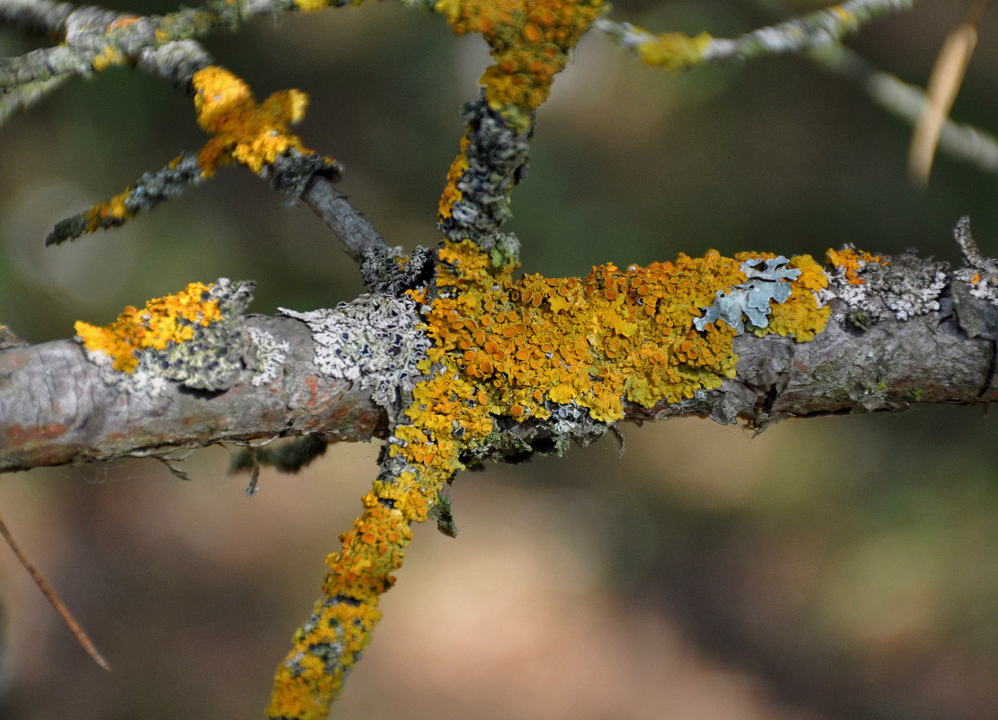 Изображение особи Xanthoria parietina.