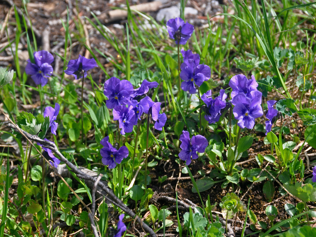 Изображение особи Viola altaica.