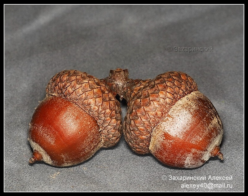 Image of Quercus rubra specimen.