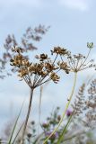 Heracleum sibiricum