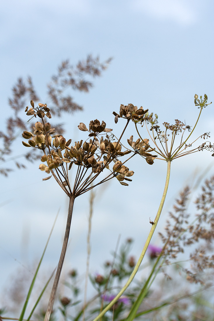 Изображение особи Heracleum sibiricum.