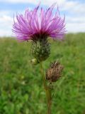 Cirsium alatum