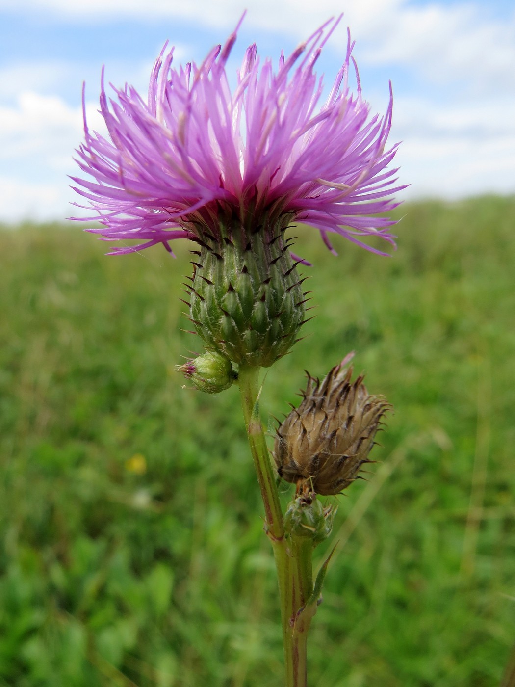 Image of Cirsium alatum specimen.