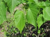 Tilia begoniifolia. Молодые листья с поражениями. Краснодарский край, Абинский р-н, юж. окр. ст-цы Холмская, берег р. Хабль. 28.04.2018.